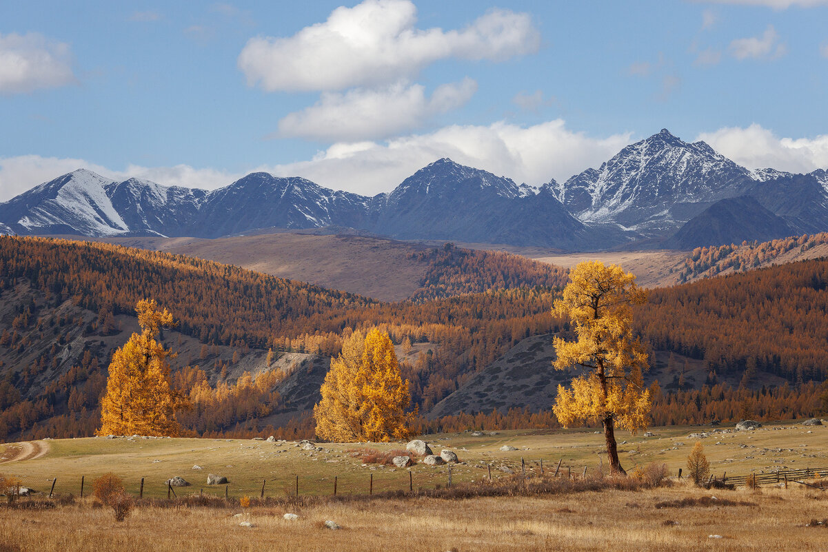 Беляши - Sergey38 