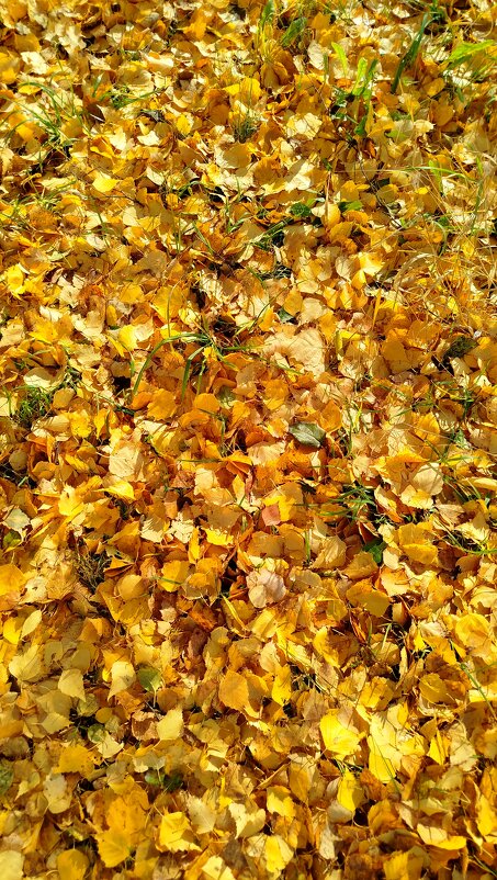 ковер из листьев - светлана льдокова