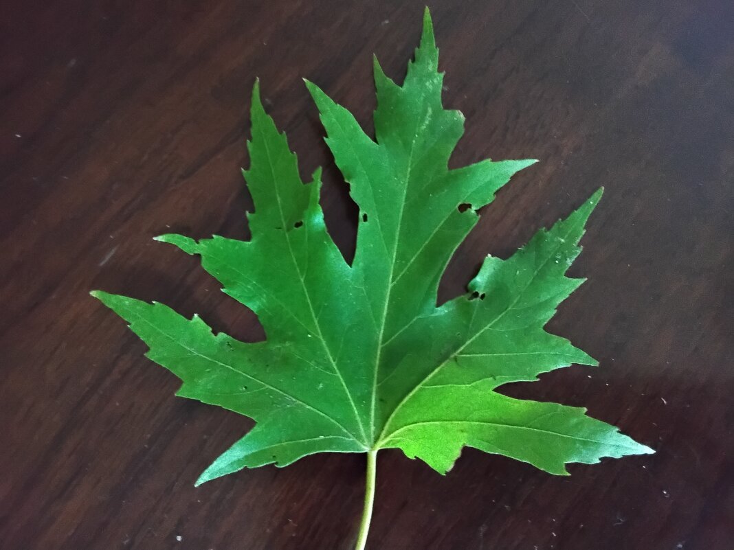 Кленовый листочек - Дмитрий Никитин