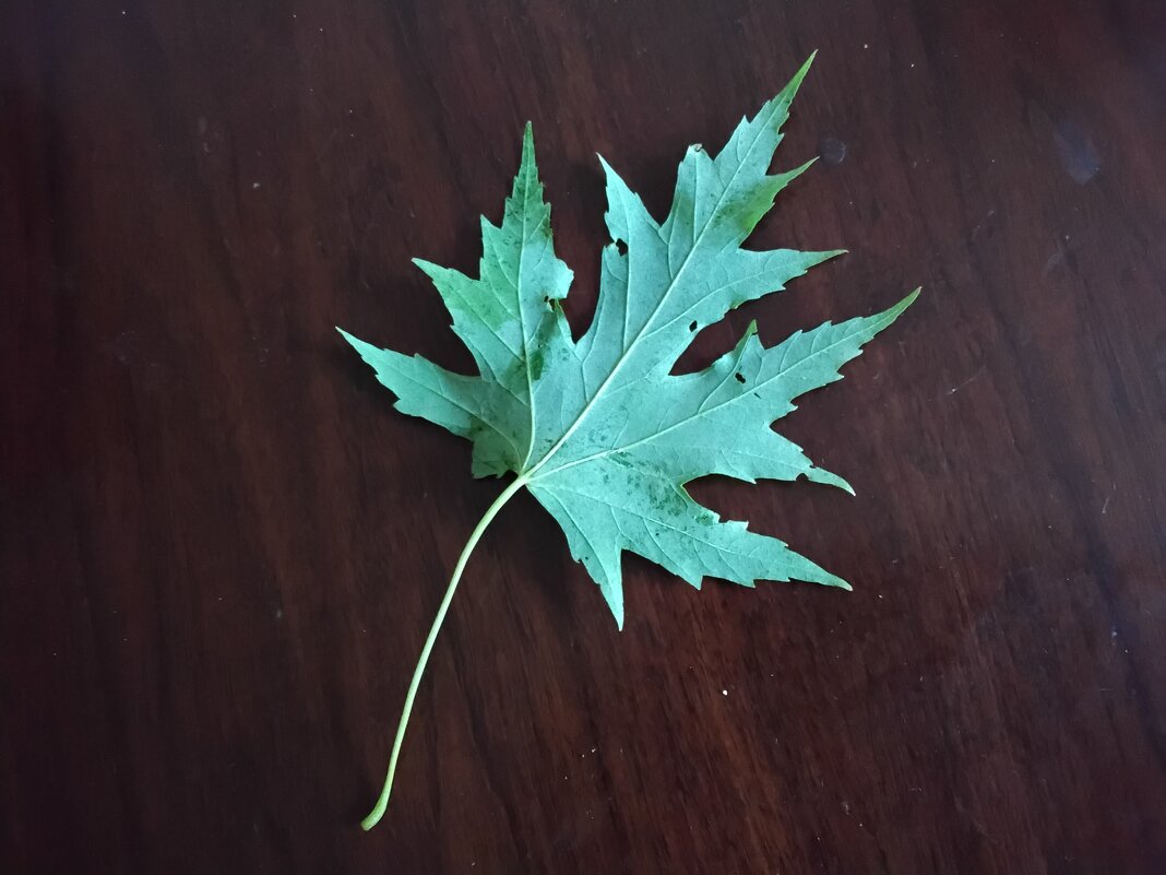 Кленовый листочек - Дмитрий Никитин