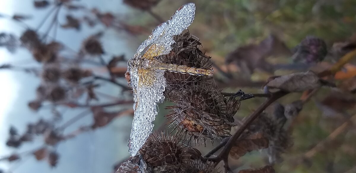 Замерзшая ночью стрекоза - Наталия 