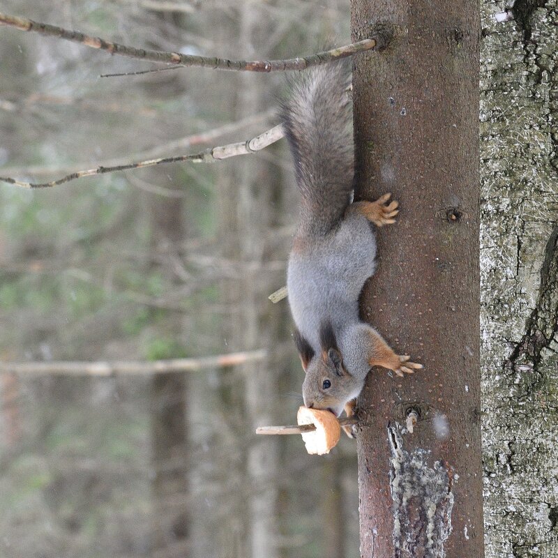 Белочка - Иван Генералов