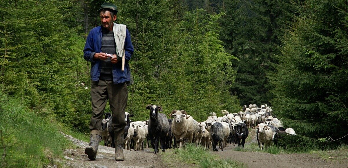 пастух - Степан Карачко