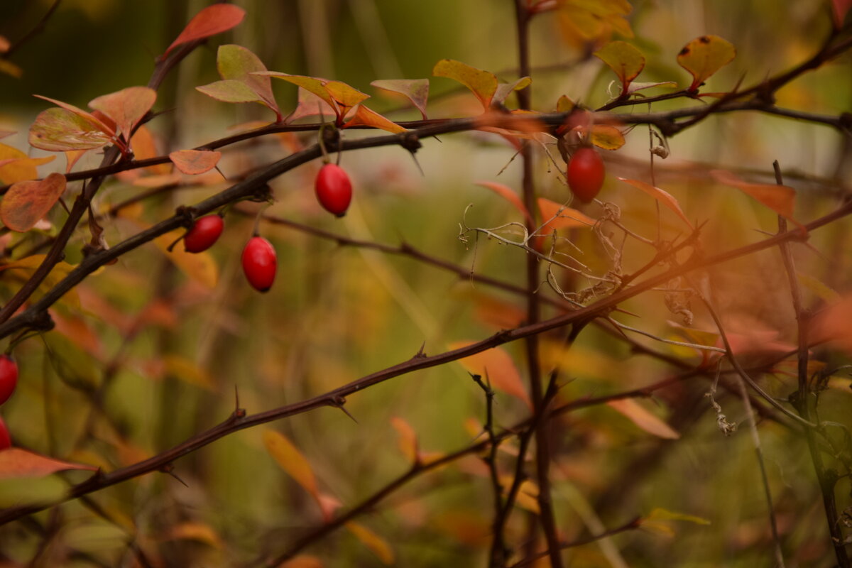 Ягоды - Мария Яковлева