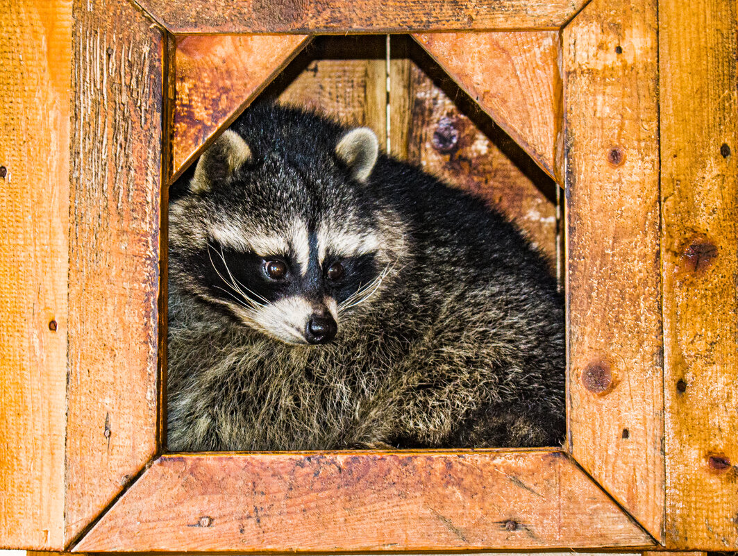 енот - petyxov петухов