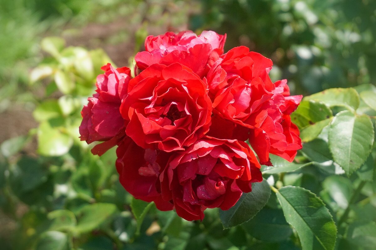 Розы - Ольга 