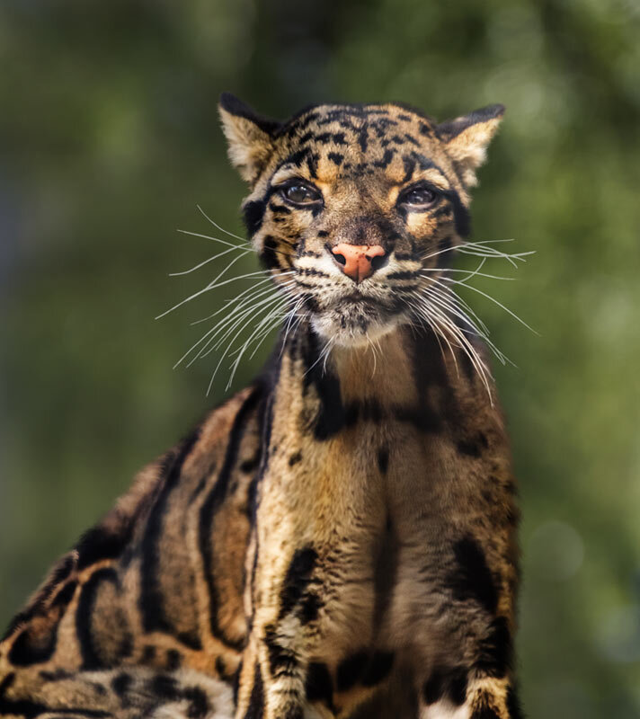 Дымчатый леопард - SanSan 