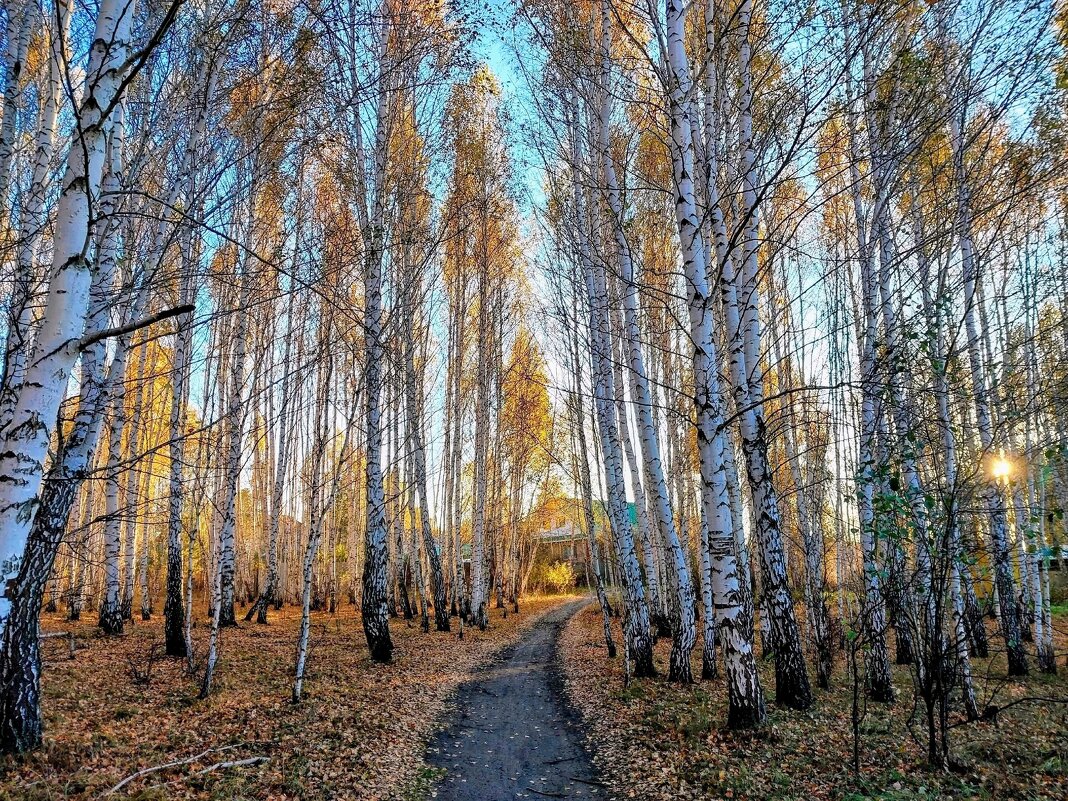 Как хорошо в гостях у Осени среди берёзок золотых! - Елена Хайдукова ( Elena Fly ) Как хорошо в гостях у Осени среди берёзок золотых! - Елена Хайдукова ( Elena Fly )