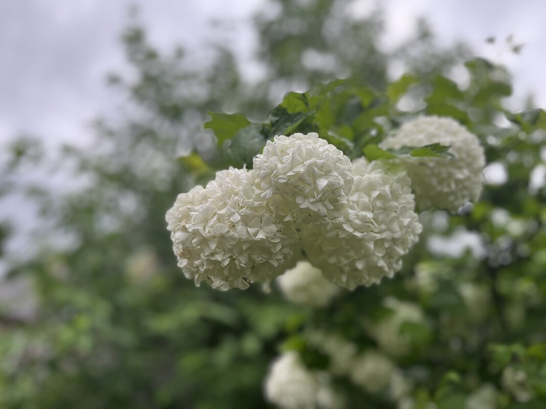 ***Цветы Бульденеж - белоснежные шары*** - Olga Oskolkova