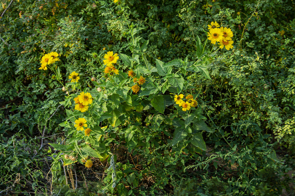Осень - Анатолий Чикчирный Осень - Анатолий Чикчирный
