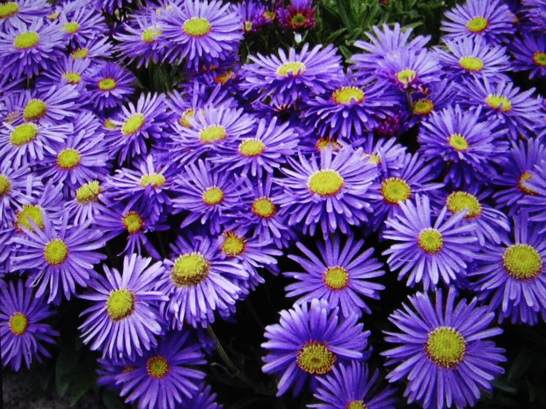 Во всей красе - Людмила Смородинская