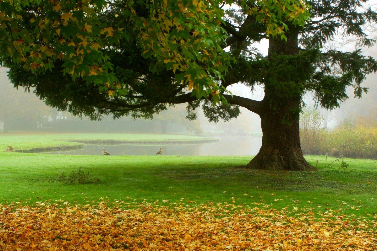 Утро старого клёна - Юрий. Шмаков
