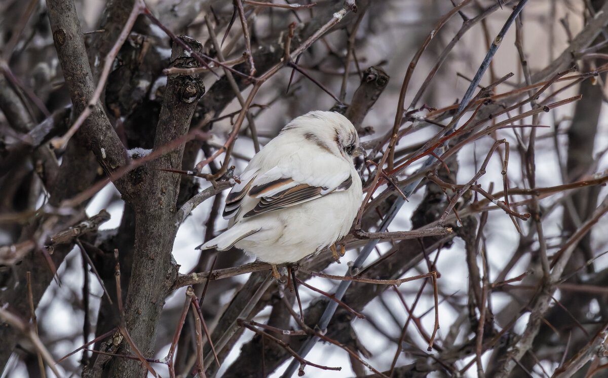 из жизни воробьев.белый воробей. - юрий макаров