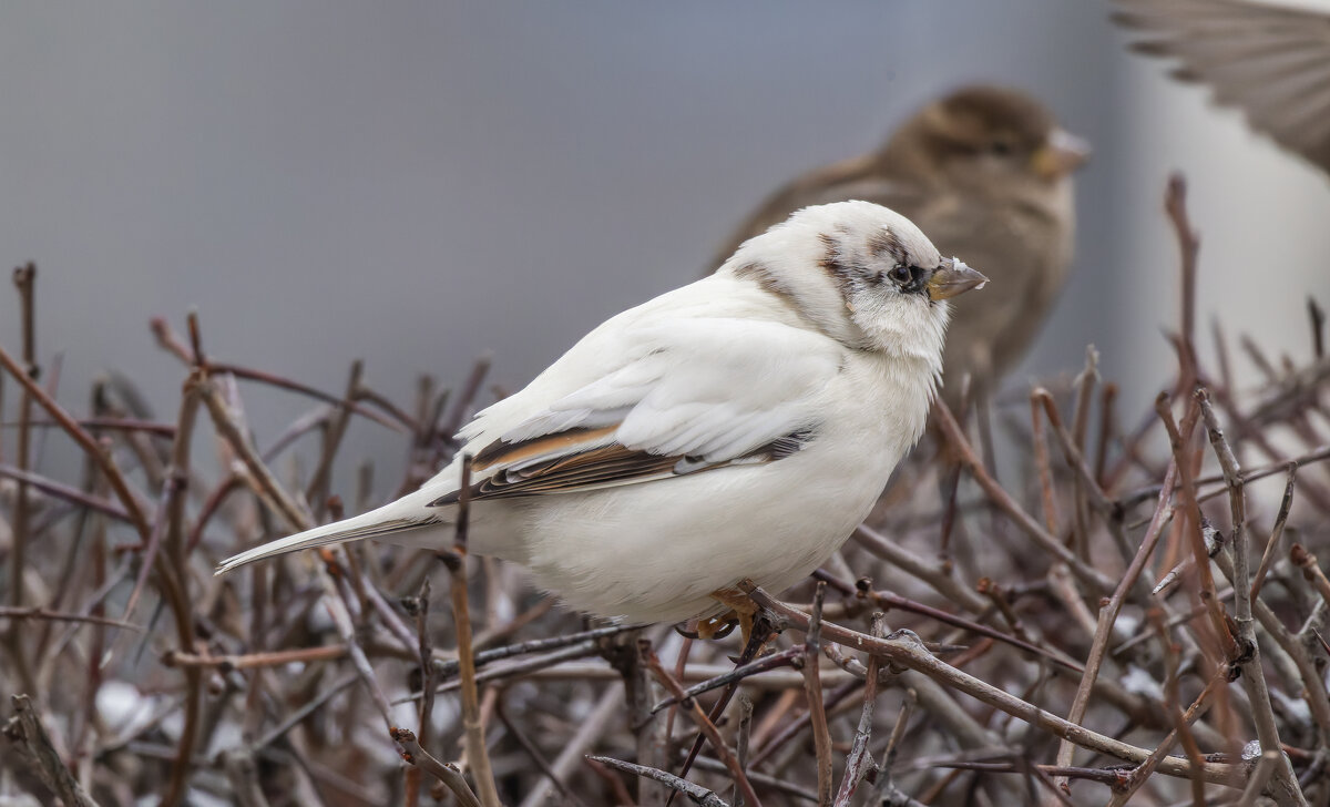 из жизни воробьев.белый воробей. - юрий макаров