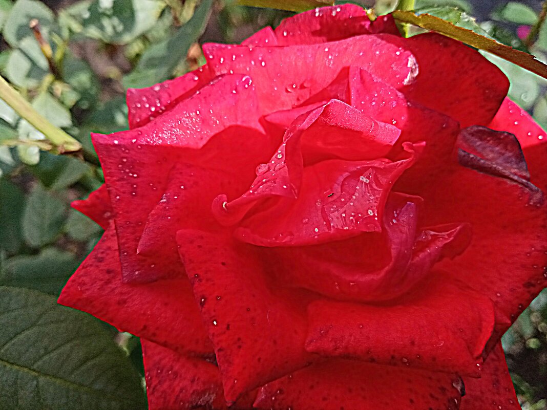 После дождя... - Владимир Драгунский