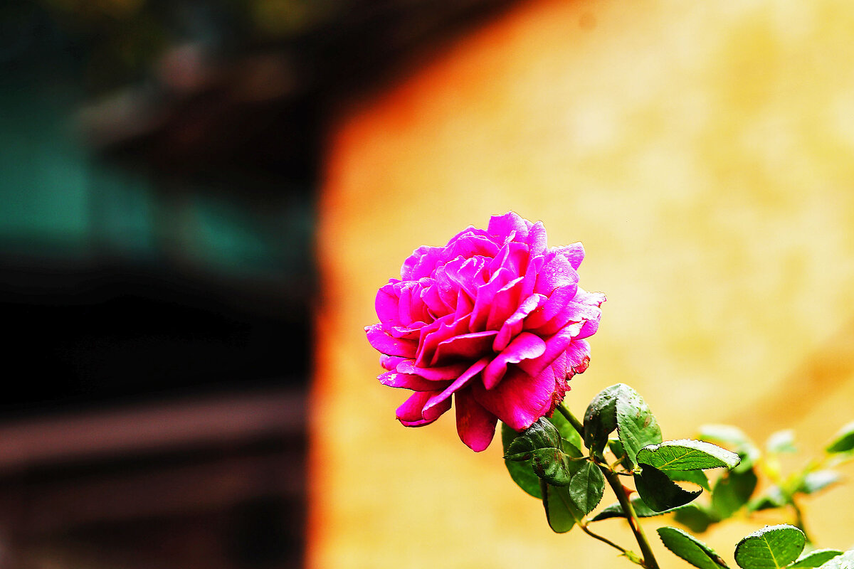 Красивый цветок - Юрий Гайворонскiий