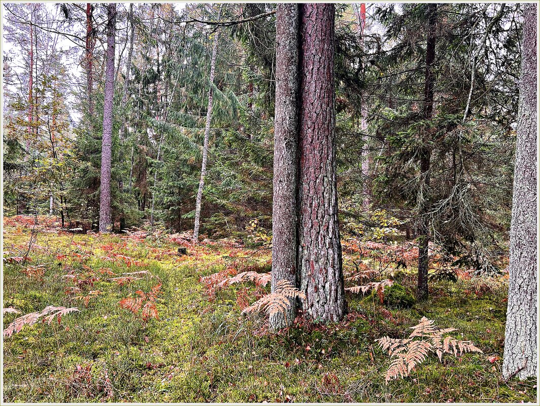 Октябрьский лес. Неразлучные. - Валерия Комова