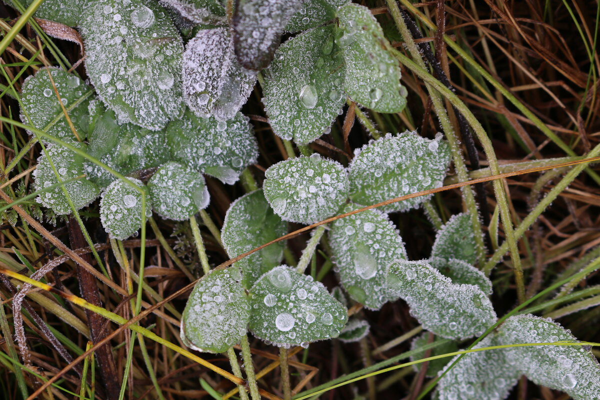 Первые заморозки - Ольга 