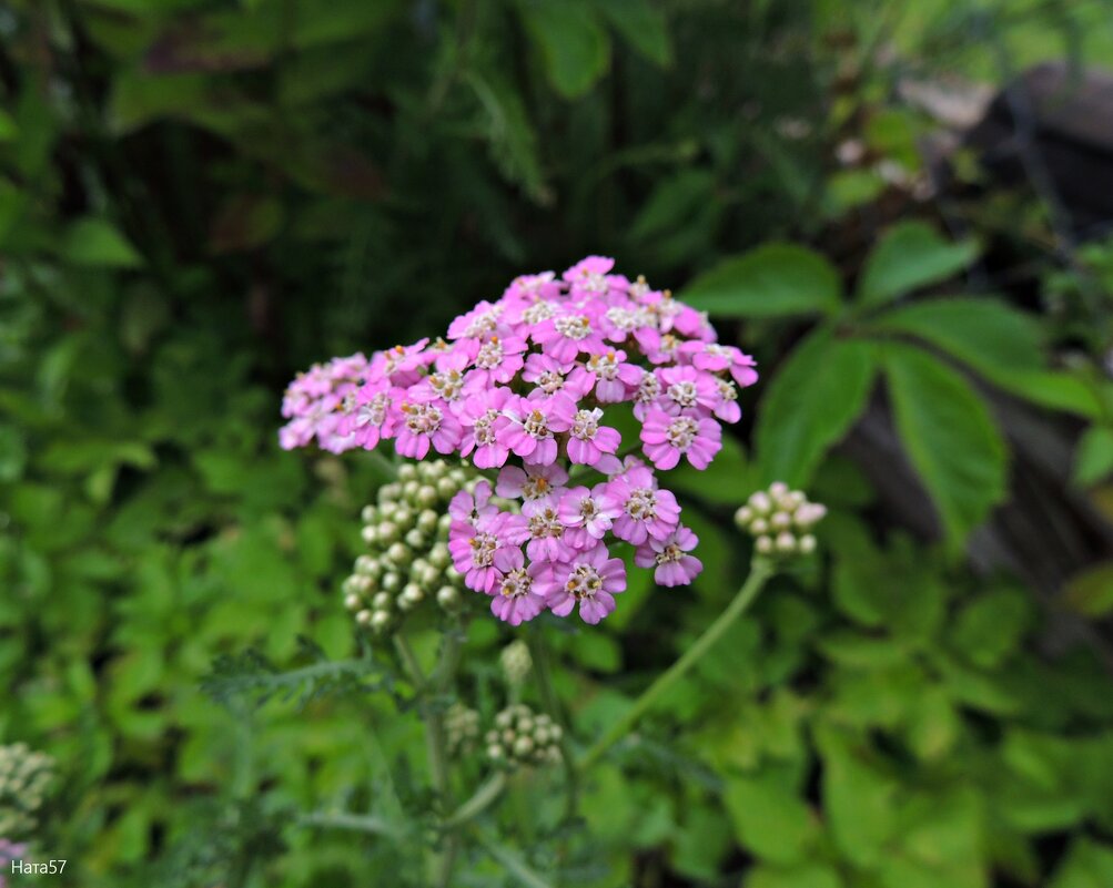 Тысячелистник - Ната57 Наталья Мамедова