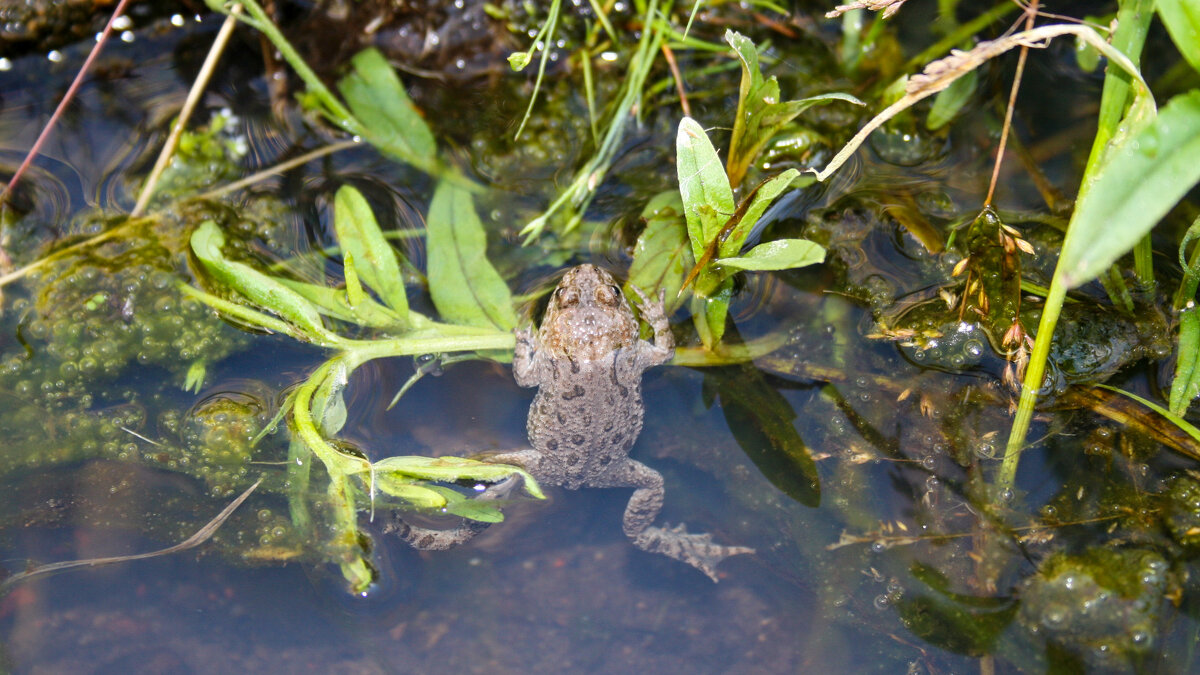 Царевна - Владимир Иванович