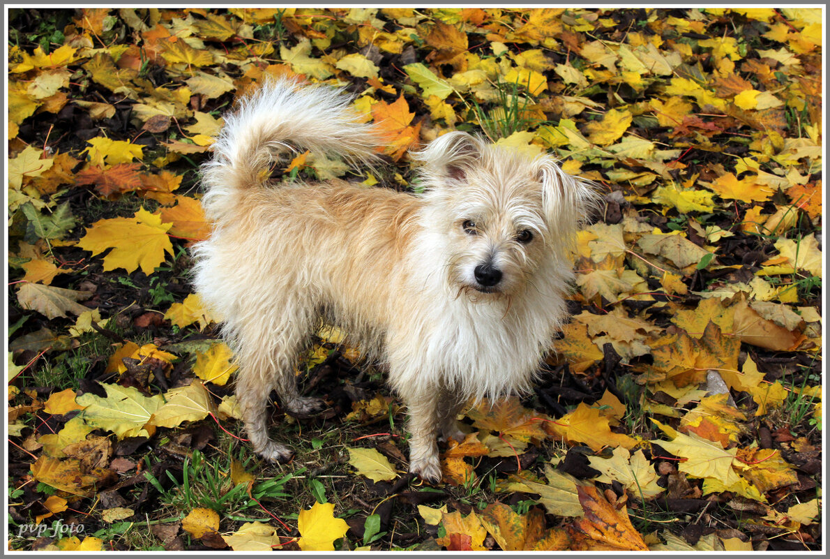 Тимоха - Владимир Попов