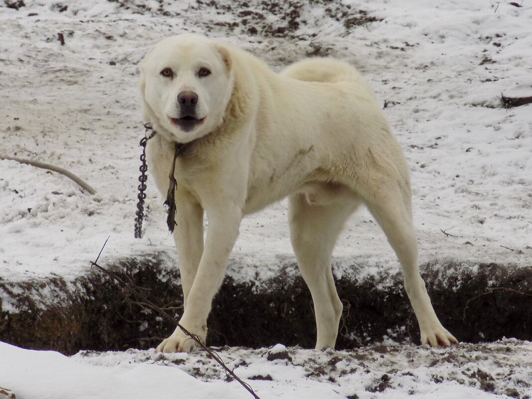 Алабай близко не подпускает...) - Константин Штарк