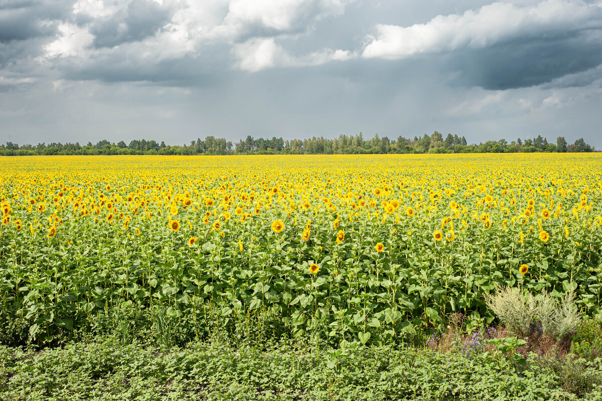 Поле подсолнухов - Виктор Скаков