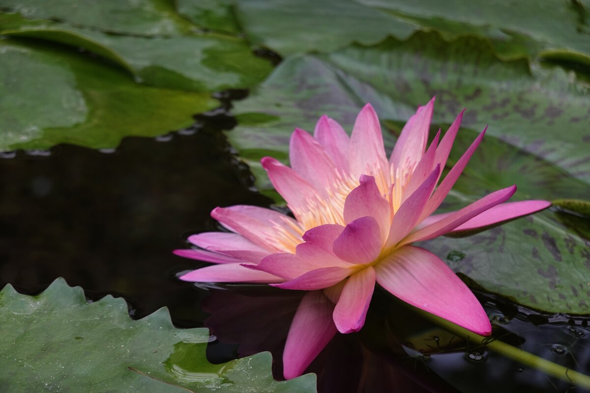 "Цветы-это звёзды на земле..".  Нимфея ...... - Галина 
