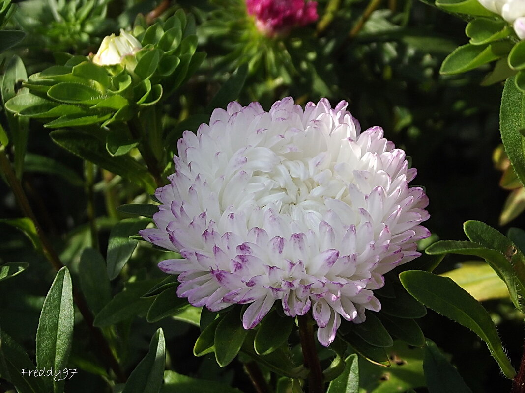 Астра - Freddy 97