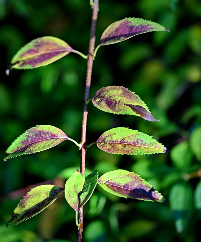 Листья бывают разные... - Николай Саржанов