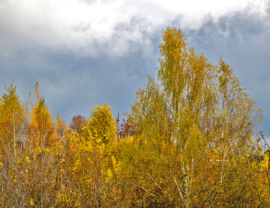 Осенний пейзаж - Светлана 