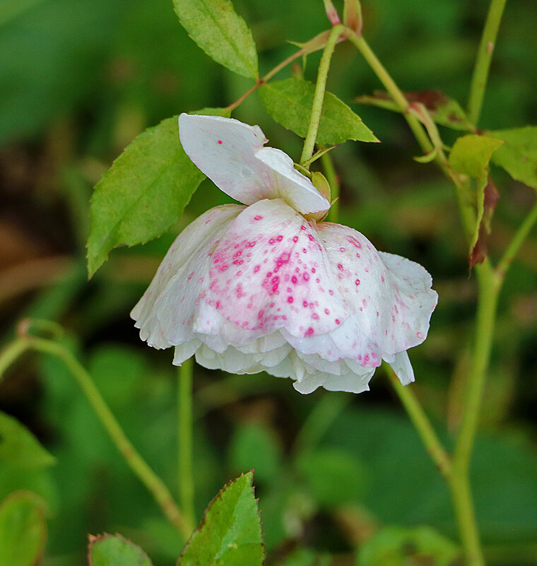 Веснушчатая осенняя - Светлана 