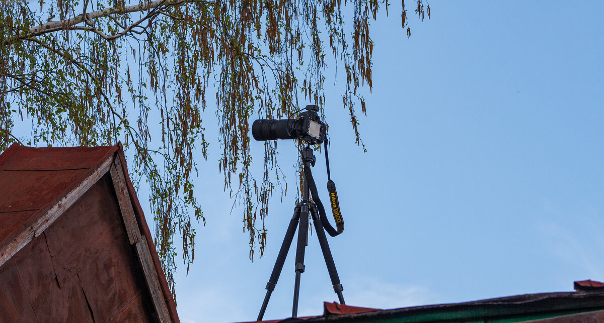 "Кухня" охоты на скворца :) - Владимир Иванович