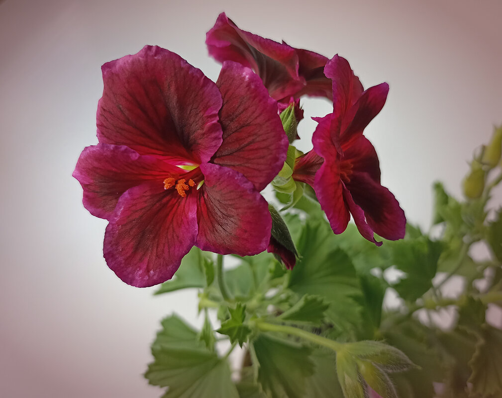 Цветёт моя герань сорта "Ромео". - Лилия *