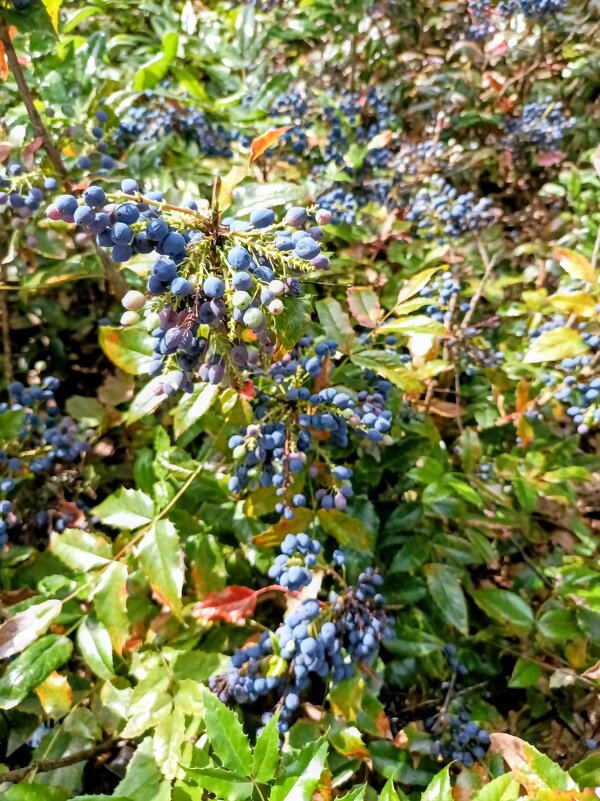 Магония падуболистная - Veera V