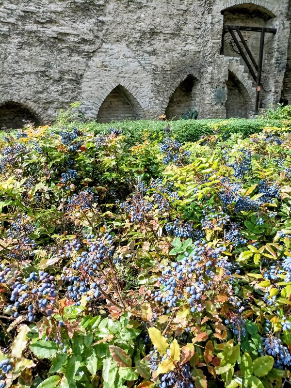 Магония падуболистная - Veera V