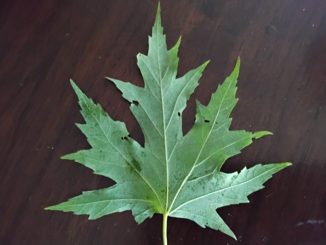 Кленовый листочек - Дмитрий Никитин