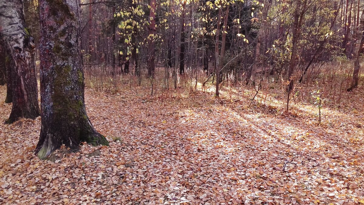 осень - Владимир 