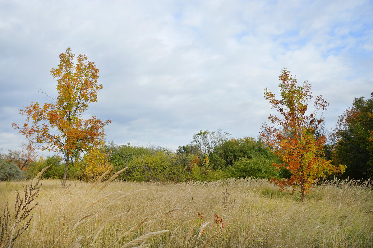 Порыжела степь, ветер дует в даль... - Надежда Куркина 