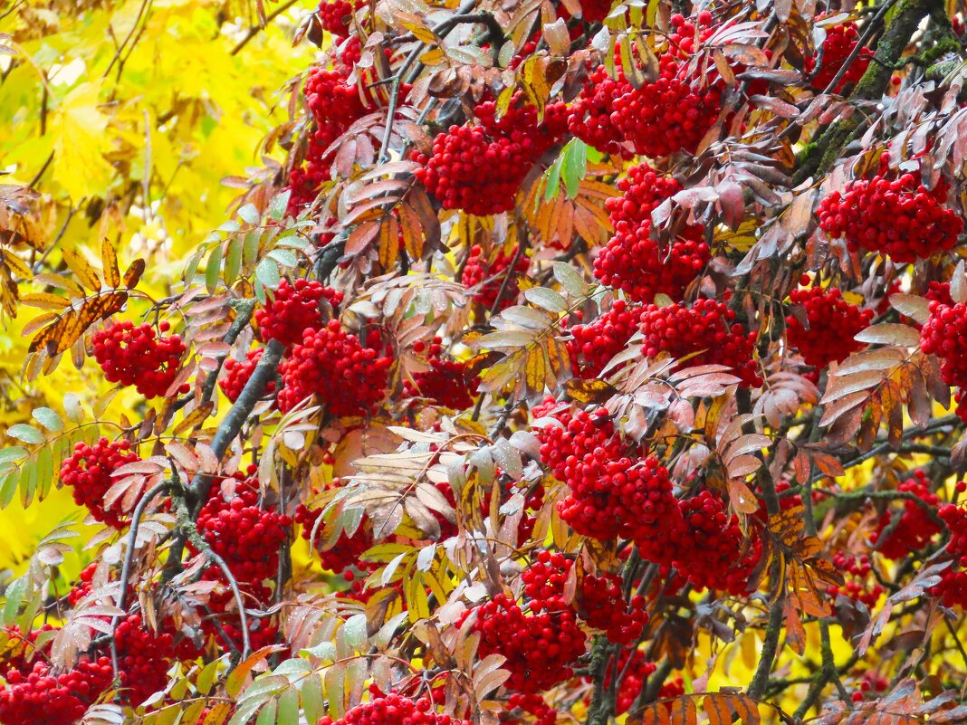 Осень .Дождь.Рябина - Ольга Митрофанова