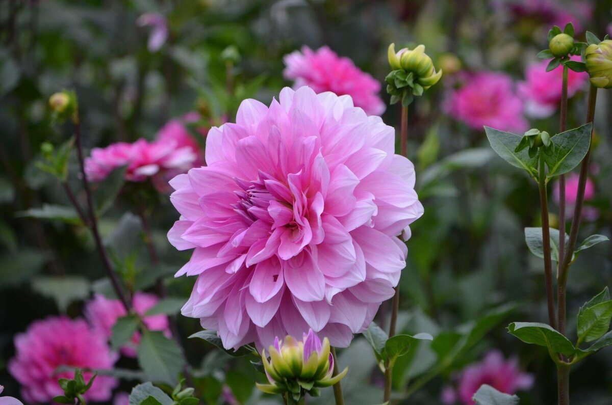 Георгин - Татьяна Тюменка