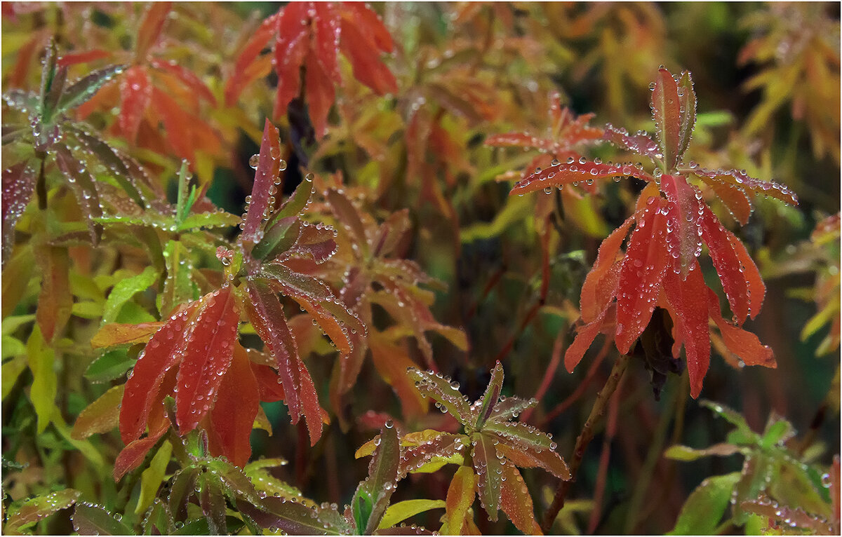 Картинка октября - Валентин Котляров