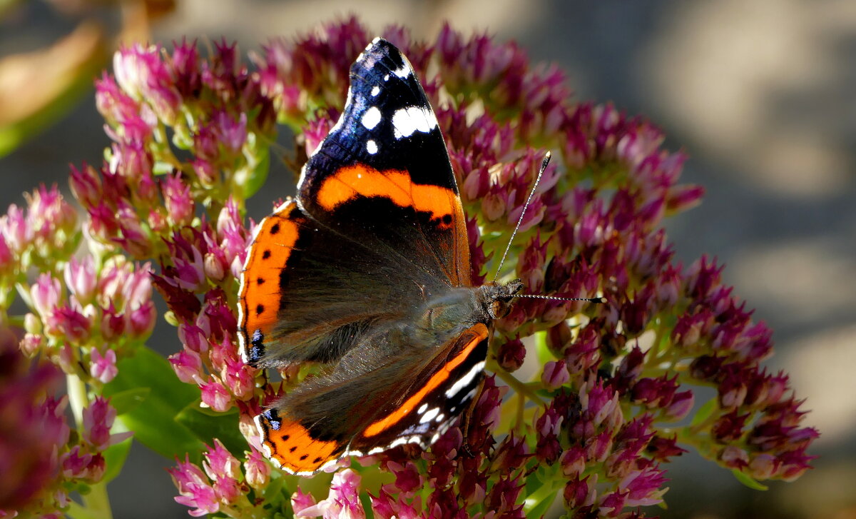 опять бабочки  7 - Александр Прокудин