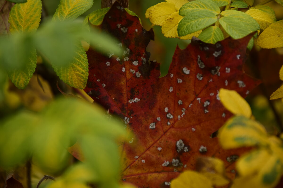 Листья сквозь листья - Мария Яковлева