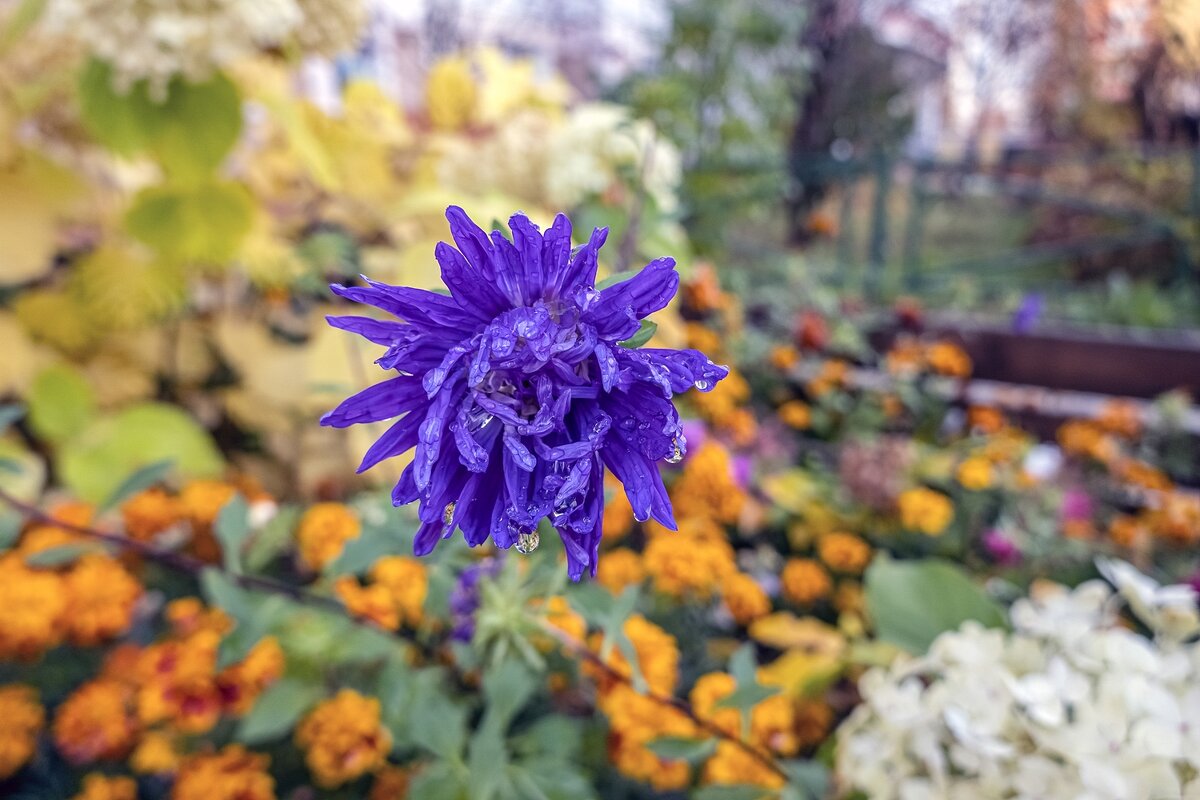 Лохматая - Валерий Иванович