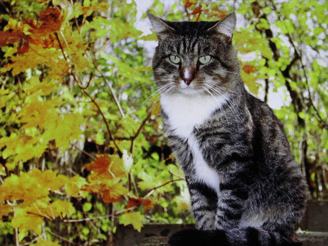 Соседский котик - Людмила Смородинская