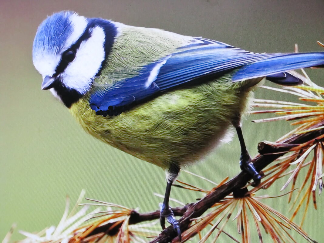 Лазоревка прилетела - Людмила Смородинская Лазоревка прилетела - Людмила Смородинская