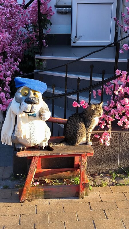 Зеленоградские котики. - Ольга 