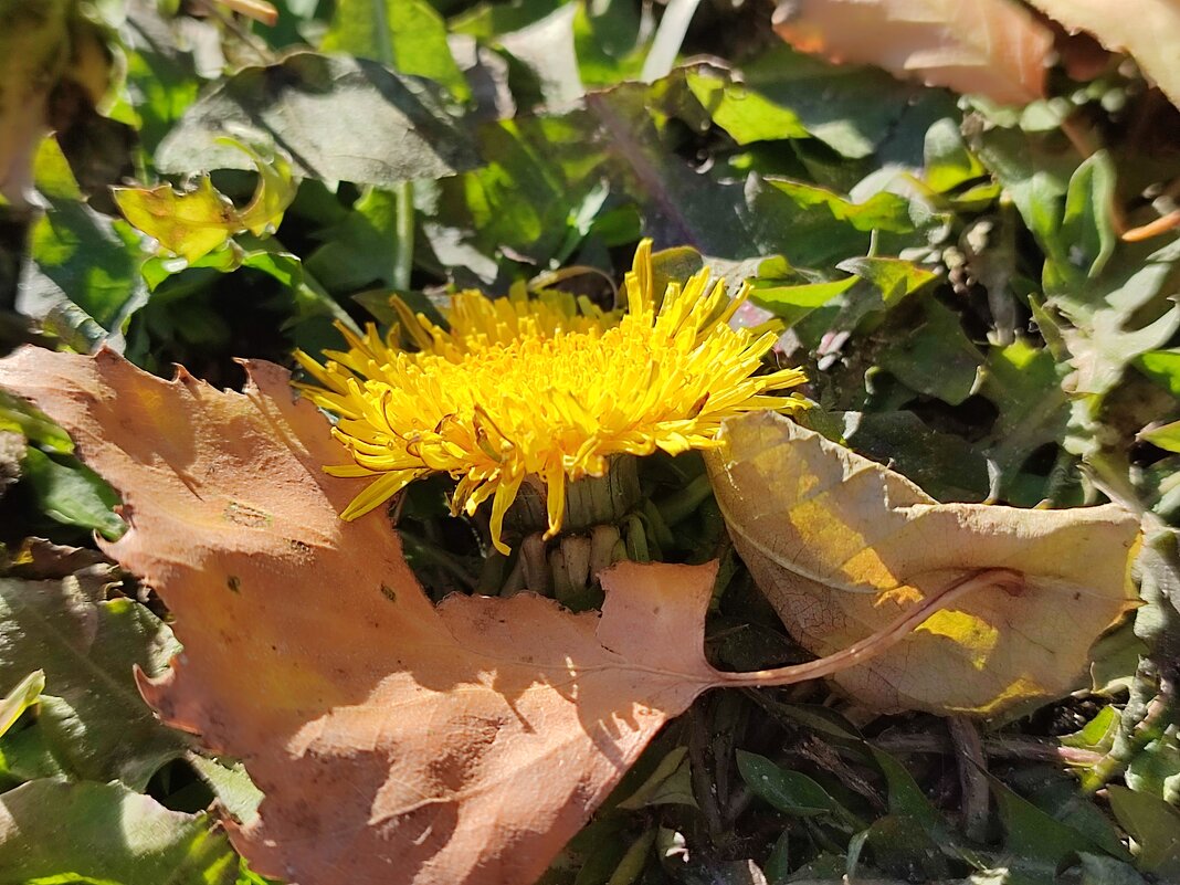 Ночные  -11, а одуванчики цветут - Валентина Богатко 