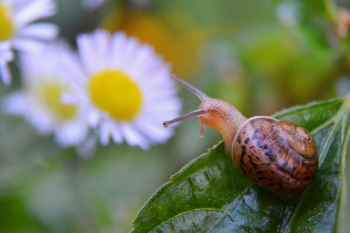 *** - Надежда Куркина 